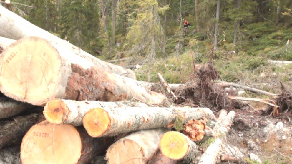 Foto: SVT I Karelens urskog hämtar Ikea delar av det virke som behövs i möbeltillverkningen.