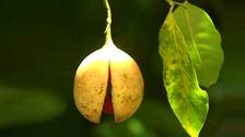 Foto: Wikipedia Nutmeg.