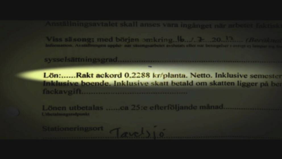 Foto: svt Gästarbetarna lovades fast lön men fick jobba till skamliga ackord.