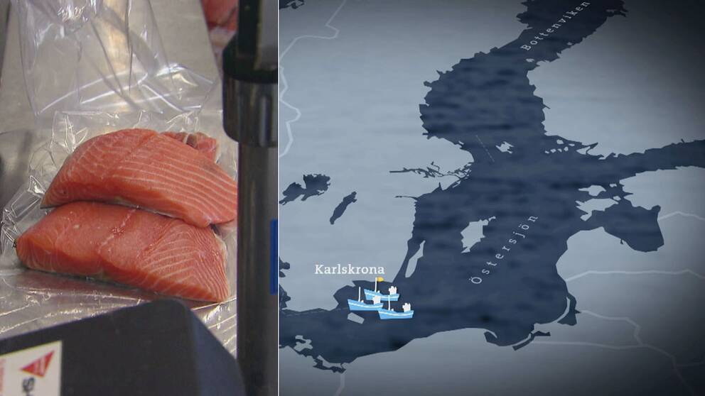 Foto: svt Trots förbud - giftig lax exporteras till bland annat Frankrike.
