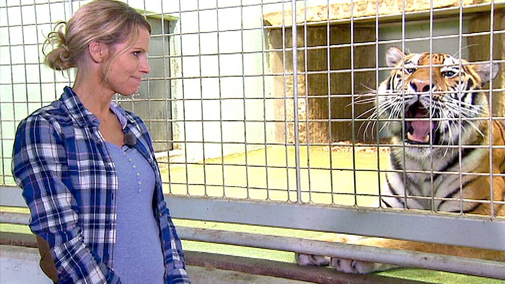 Foto: SVT Sofia hjälper till att träna tigern Kyra