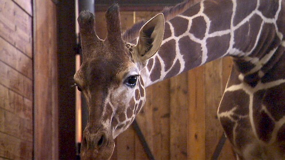 Foto: SVT Giraffungen Zoe