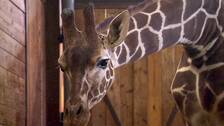 Foto: SVT Giraffungen Zoe