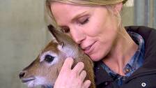 Foto: SVT Sofia och lettjeantiloperna Lotten och Linus