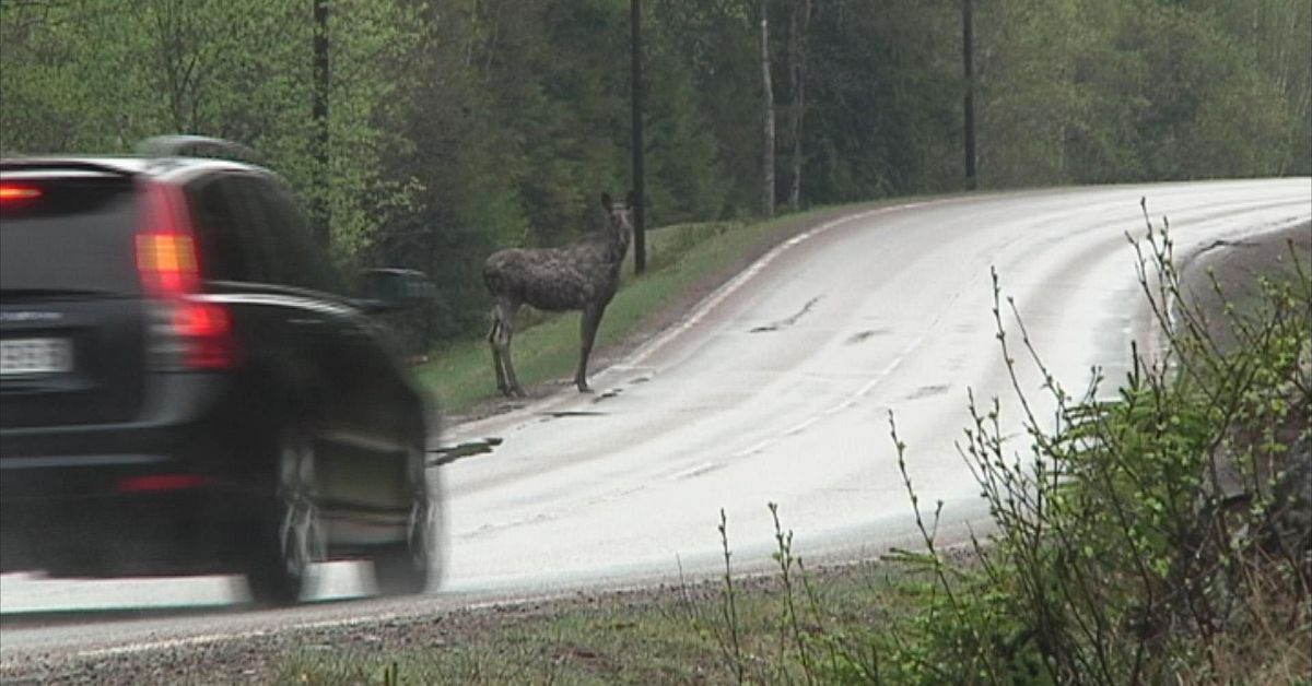M Rkrets Statistik Sex Viltolyckor Om Dagen I Blekinge Svt Nyheter