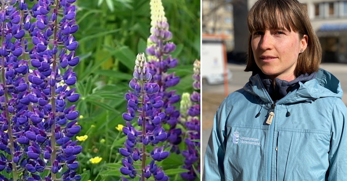 Tstramad Milj Budget Hot Mot Biologisk M Ngfald Oro F R Invasiva Arter I V Sternorrland Svt