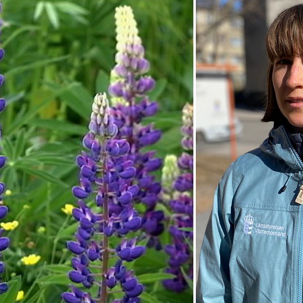 Tstramad Milj Budget Hot Mot Biologisk M Ngfald Oro F R Invasiva Arter I V Sternorrland Svt