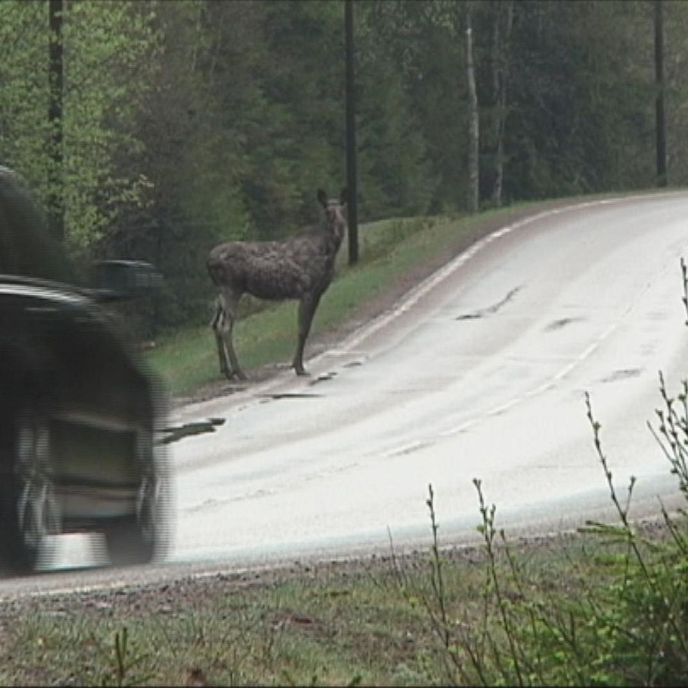 M Rkrets Statistik Sex Viltolyckor Om Dagen I Blekinge Svt Nyheter