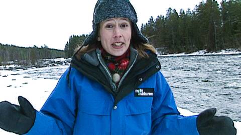 Linda_Olofsson Öppet arkiv oppetarkiv.se