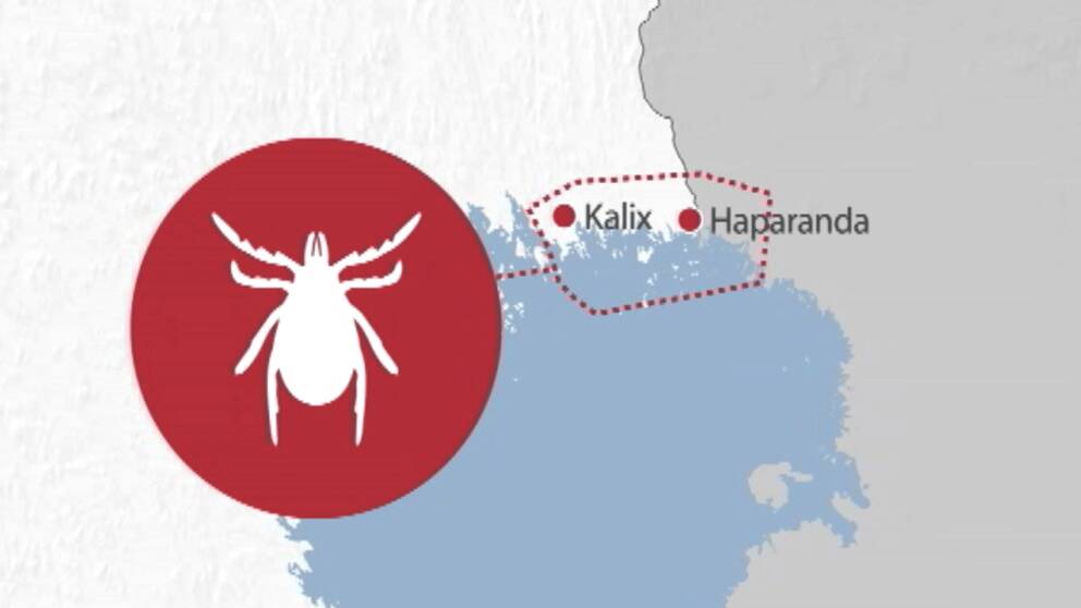 taigafästingen taigafästingen