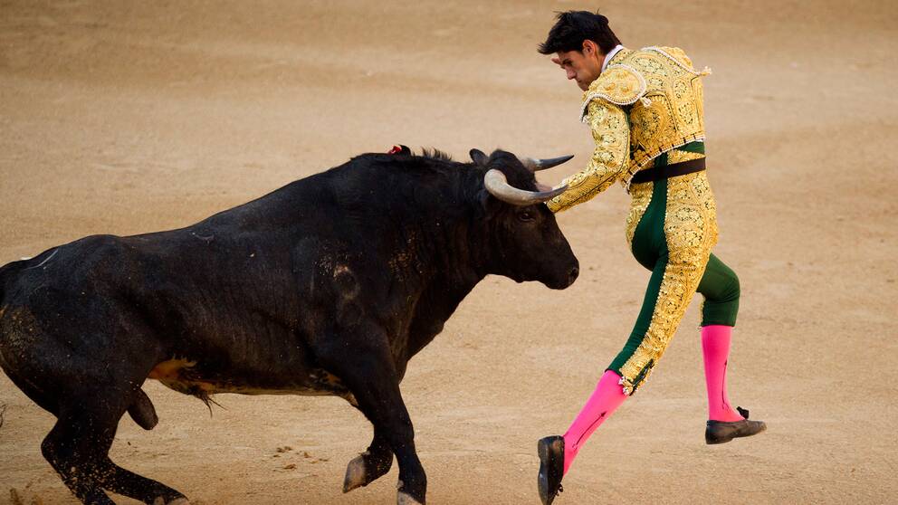 Matador stångad till döds under tjurfäktning | SVT Nyheter