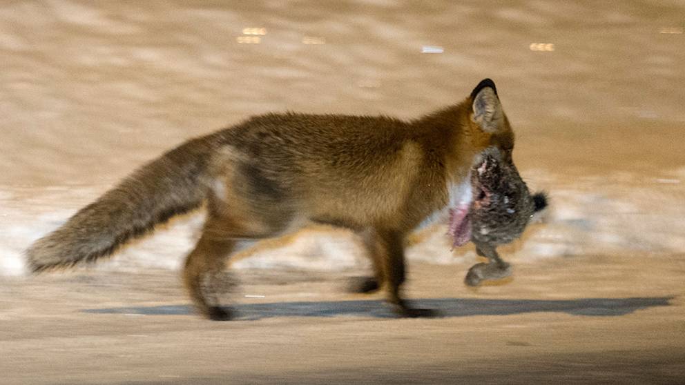 Mystiska dödsfall på Köpenhamns Zoo – hungrig räv ligger bakom | SVT ...