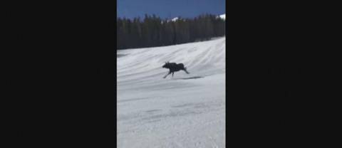 En älg överraskar gästerna på Breckenridge Ski Resort när den dyker upp mitt på pisterna