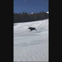 En älg överraskar gästerna på Breckenridge Ski Resort när den dyker upp mitt på pisterna