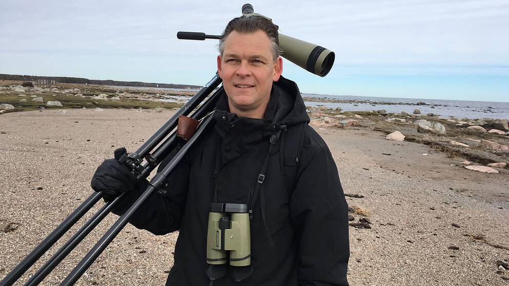 fågelskådare svt fågelskådare svt