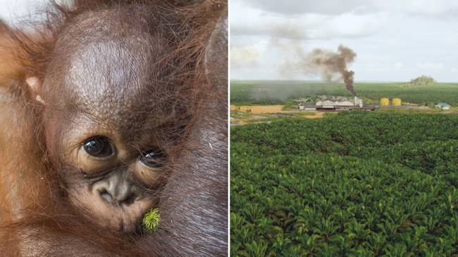 Palm Oil Production Is A Major Threat To The Orangutans Teller Report