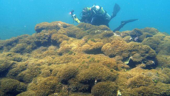 Invasive algal species threaten unique coral reefs - Teller Report