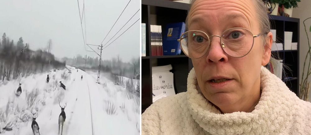 Renar blir påkörda i viralvideo