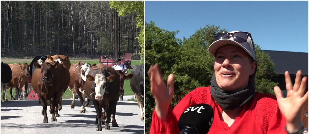 Tvådelad bild. Till vänster: kor springer på väg. Till höger: person intervjuas av SVT utomhus.