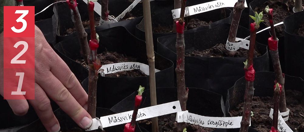 Plantor med äppelträd och hand som visar namnen på de sorters äpple som odlas