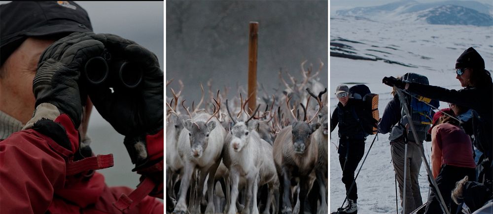 En man använder en kikare, renar, och turister