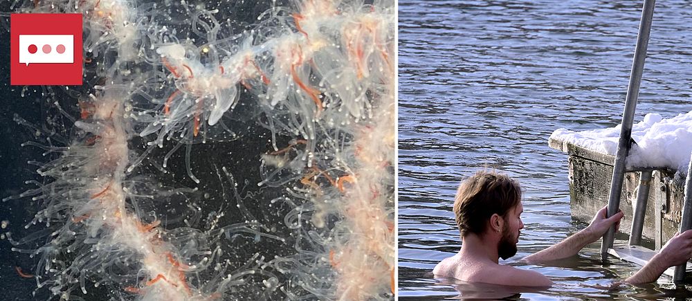 Till vänster en närbild på havssnöret, till höger en vinterbadare.