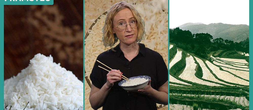 Linnea Lindholm i Framsteg om en ny klimatvänlig rissort.