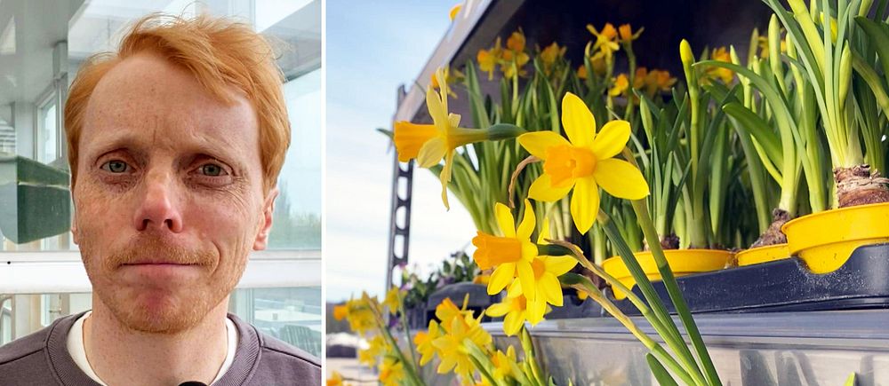 Delad bild. Vänster: En person utomhus. Höger: Färggranna påskliljor.