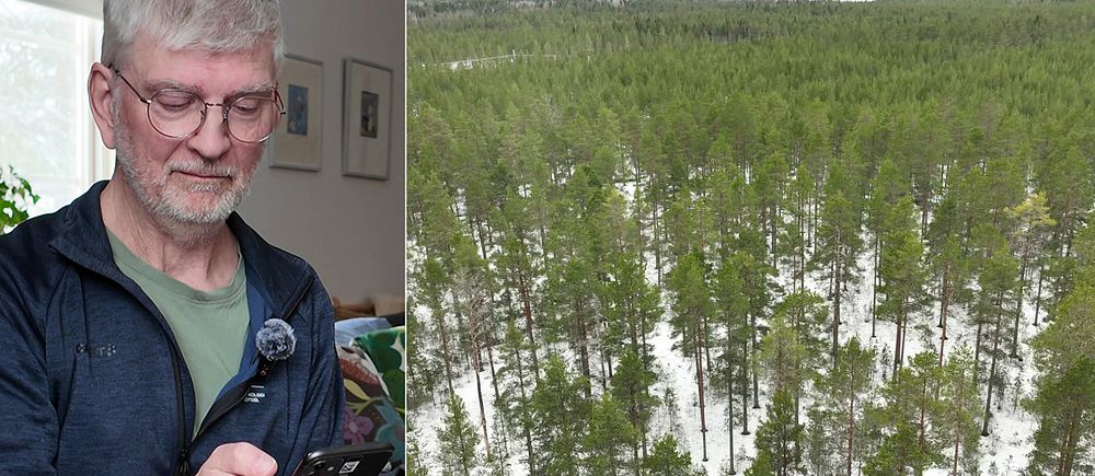 Kullaskogen i Umeå