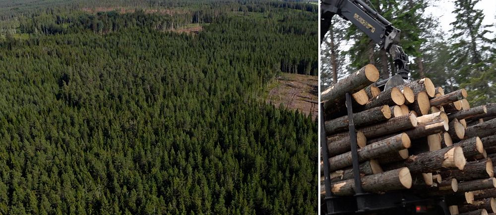 En flygbild på en skog med barrträd och en bild på en skogsmaskin som lastar timmer.