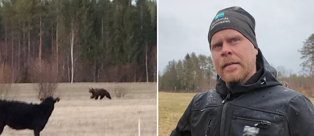 Delad bild. Till vänster: ko står på åker med en björn i bakgrunden. Till höger: person utomhus.