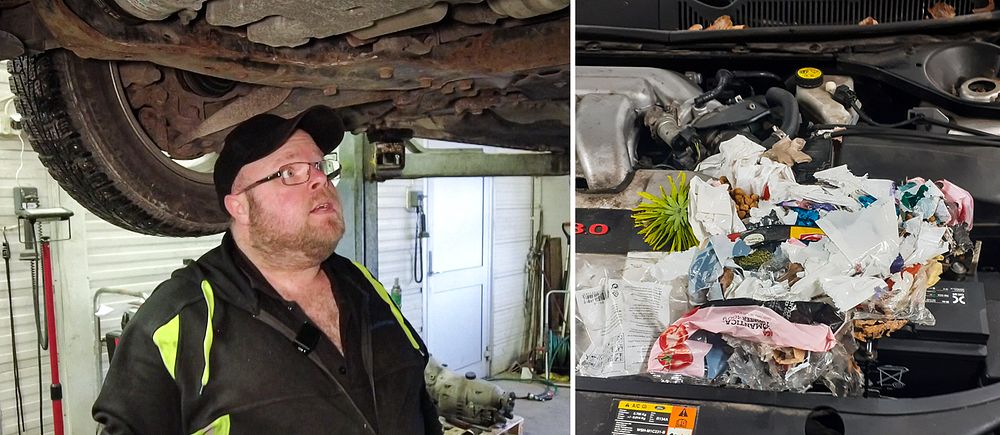 Till vänster bilmekanikern Fredrik Holm under en bil, till höger ett råttbo i en motorhuv.
