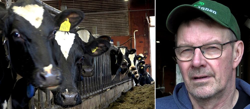 Delad bild. Vänster: kor på en rad i ladugård. Höger: Mjölkbonden Lars Eriksson i Hundsjö utanför Boden.