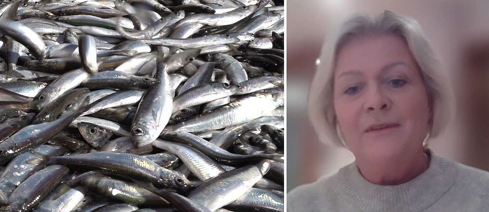 Delad bild. Vänster: Staplat, färskt fiskupplag.  Till höger: Blekinges landshövding Ulrica Messing.