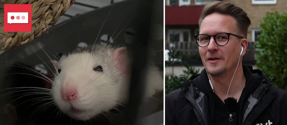 Tvådelad bild. Vänster: vit råtta i bur. Höger: person i SVT-jacka utomhus.