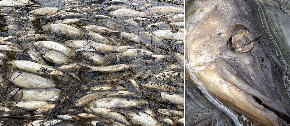 Döda fiskar i Säbysjön