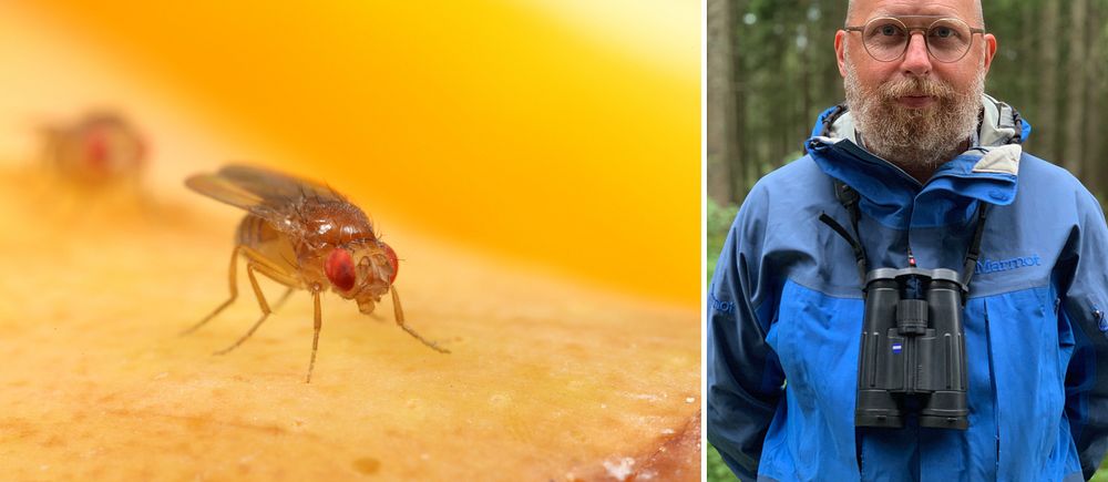 Till vänster en närbild på en bananfluga, till höger Magnus Stensmyr med skägg, står ute i skogen med blå jacka och kikare runt halsen.