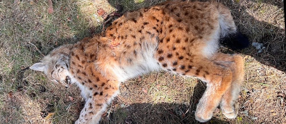 Ett dött lodjur på marken. Pälsen är tegelröd med bruna prickar.