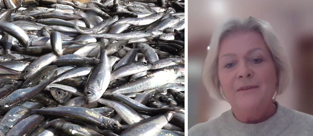Delad bild. Till vänster: en hög med sillar i närbild. Till vänster: landshövding ulrica messing som sitter framför en vägg som är ur fokus.