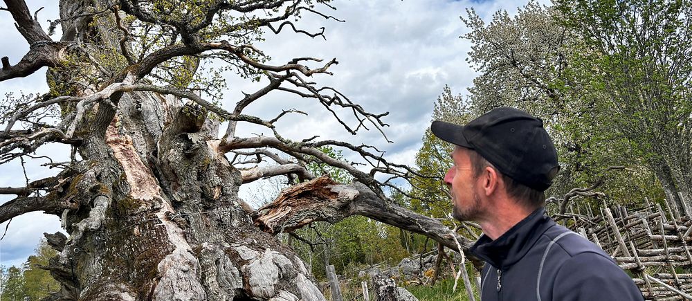 En person i keps betraktar ett stort, gammalt träd med knäckta grenar i skogsmiljö.