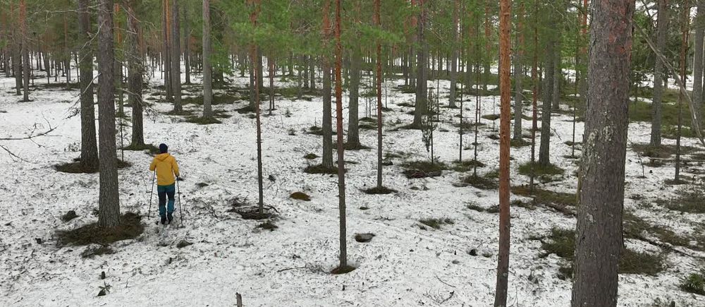 En person går genom en gles granskog med snö på marken.