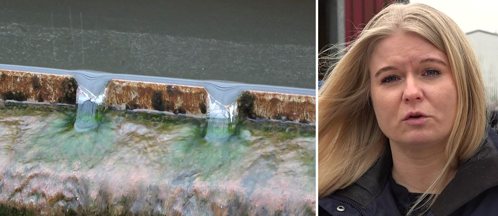 Tvådelad bild. Vänster: Vatten rinner över en kant i ett avloppsreningsverk. Höger: En kommunpolitiker intervjuas utomhus.