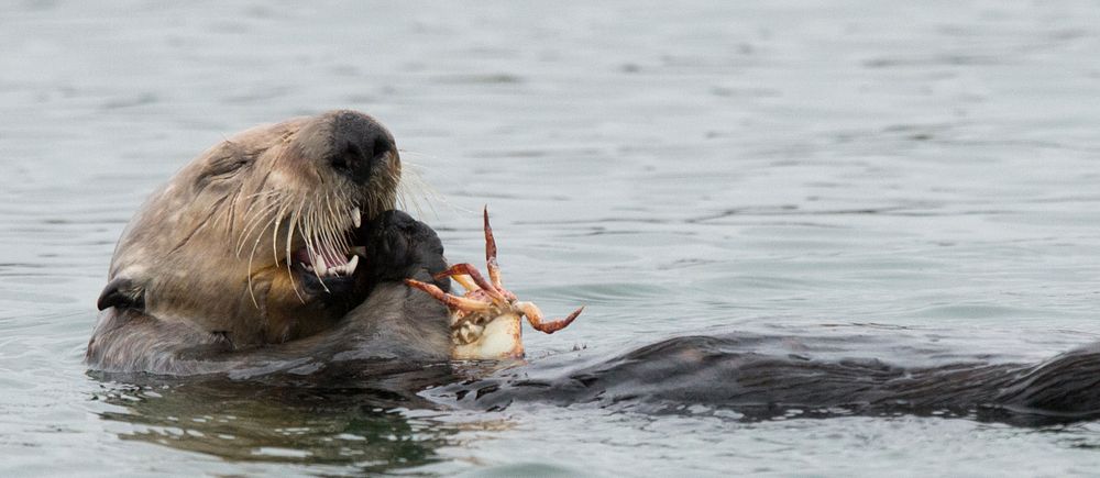 En havsutter äter en krabba