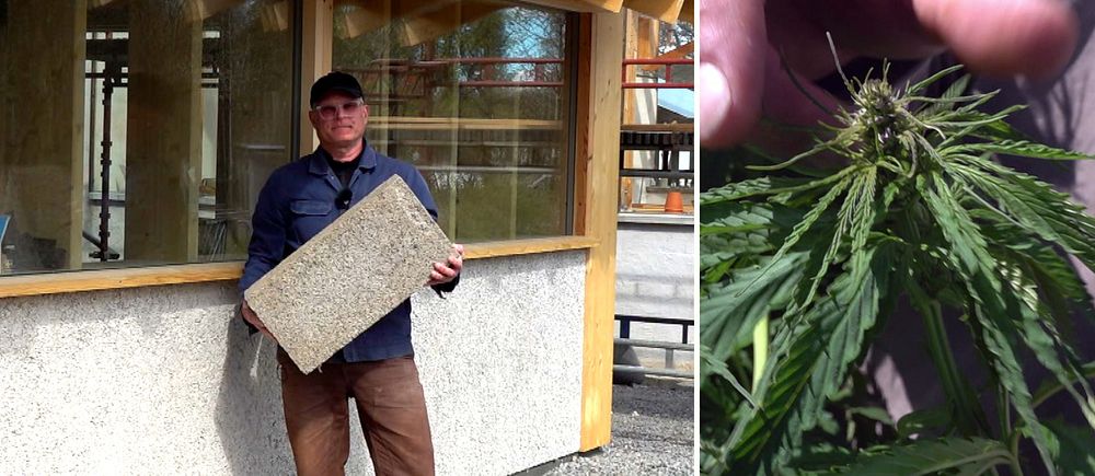 Delad bild. Till vänster: man håller byggskiva. Till höger: närbild av grön hampaväxt.
