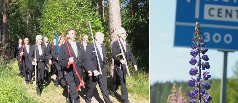 män i frack som går i marsch med lie över axeln, närbild på lupiner till höger.