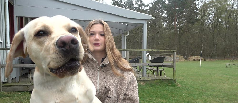 Hund och flicka på veranda med grön gräsmatta och skog i bakgrunden.