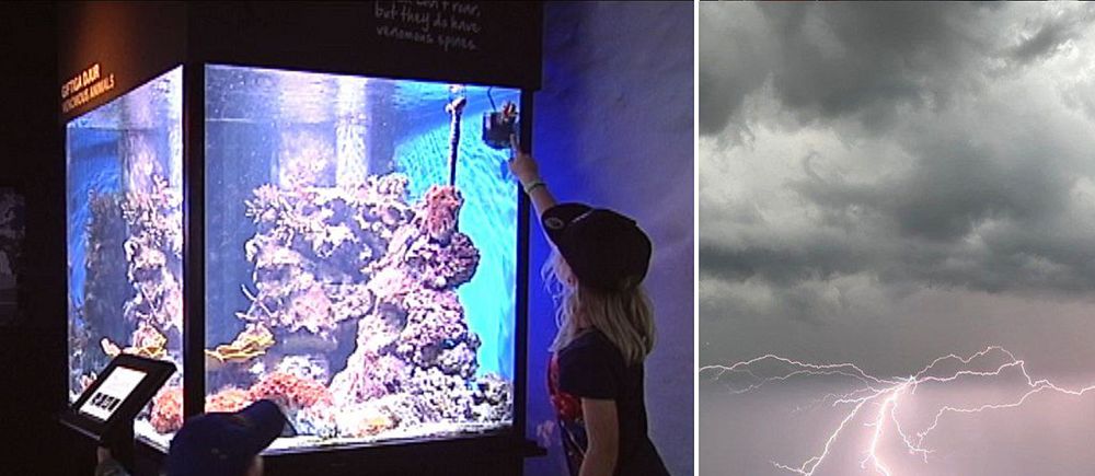 akvariet i Sjöfartsmuseet, blixten