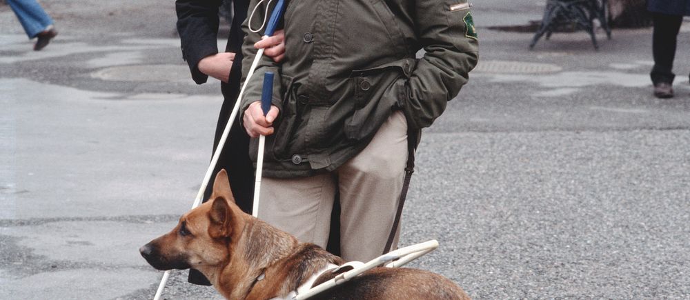 En person med ledarhund och vit käpp står utomhus på en stadsgata.
