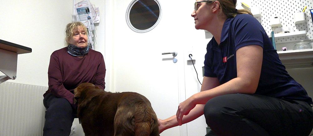 en brun labrador står på golvet mellan sin matte och en fysioterapeut.
