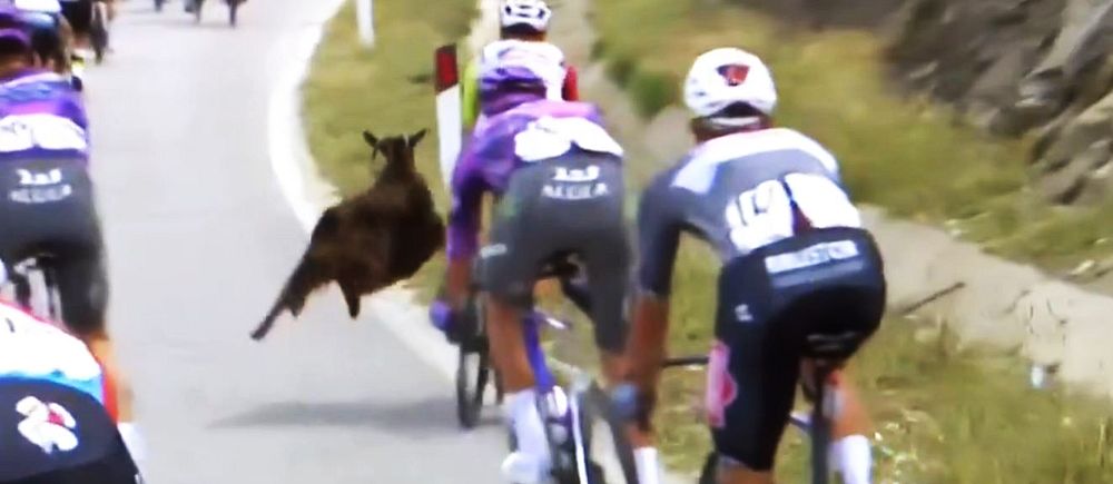 En känguru hoppar över vägen mitt framför cyklister under en cykeltävling.